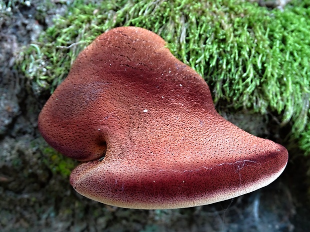 pečeňovec dubový Fistulina hepatica (Schaeff.) With.