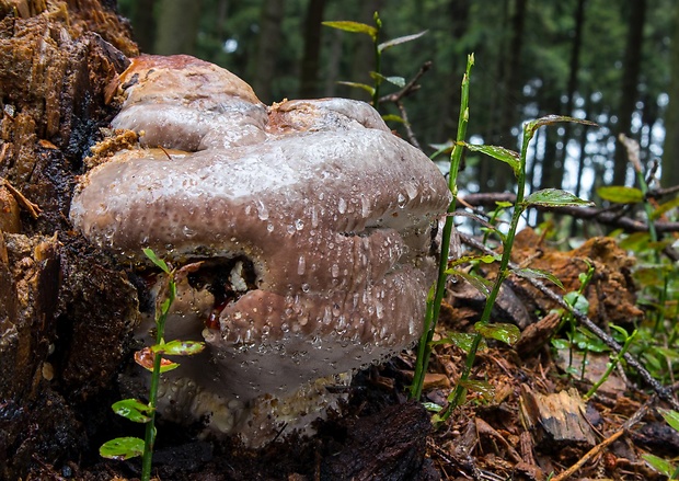 práchnovček pásikavý Fomitopsis pinicola (Sw.) P. Karst.