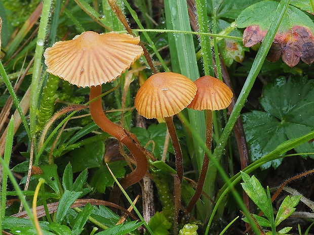 kapucňovka machová Galerina hypnorum (Schrank) Kühner