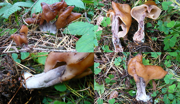 ušiak mitrovitý Gyromitra infula (Schaeff.) Quél.