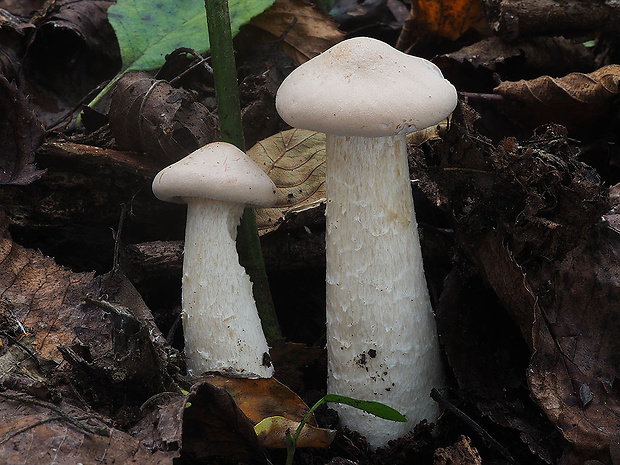 strmuľka veľká Infundibulicybe geotropa (Bull.) Harmaja