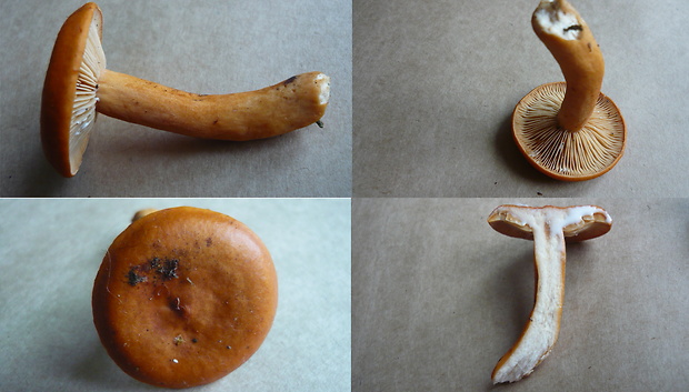 rýdzik pomarančový Lactarius aurantiacus (Pers.) Gray