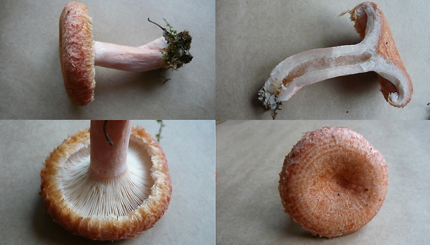 rýdzik kravský Lactarius torminosus (Schaeff.) Gray