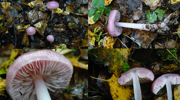 prilbička ružovkastá Mycena rosea Gramberg