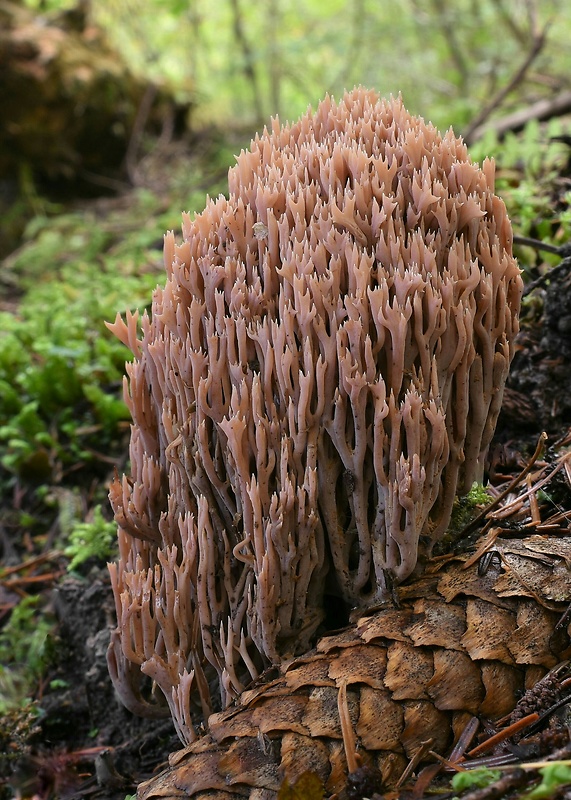 strapačka drevná Ramaria rubella (Schaeff.) R.H. Petersen