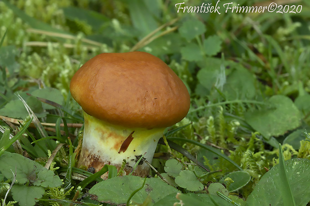 masliak smrekovcový Suillus grevillei (Klotzsch) Singer