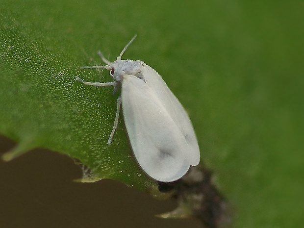 molica skleníková Trialeurodes vaporariorum