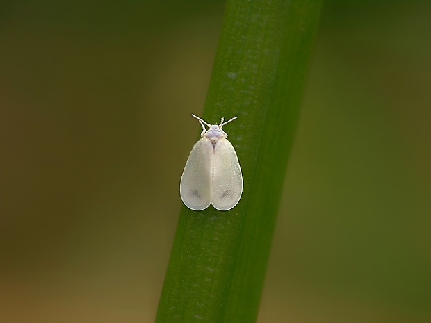 molica skleníková Trialeurodes vaporariorum