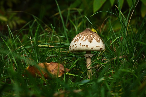 bedľa štíhla Macrolepiota mastoidea (Fr.) Singer