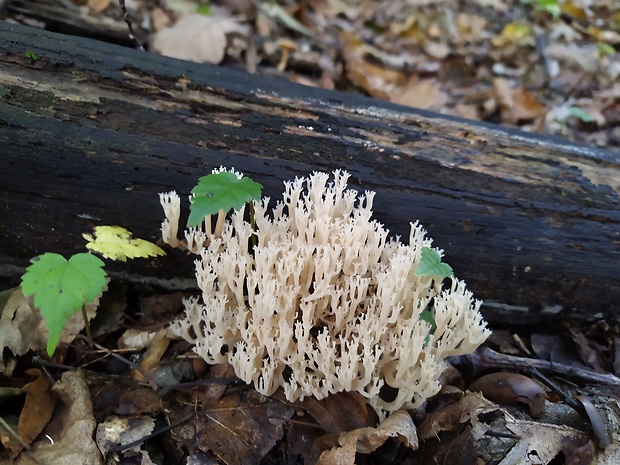 korunovec svietnikovitý Artomyces pyxidatus (Pers.) Jülich