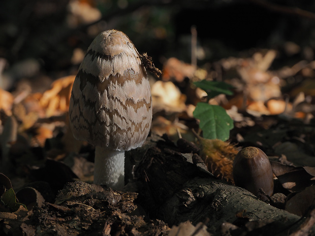 hnojník strakatý Coprinopsis picacea (Bull.) Redhead, Vilgalys & Moncalvo