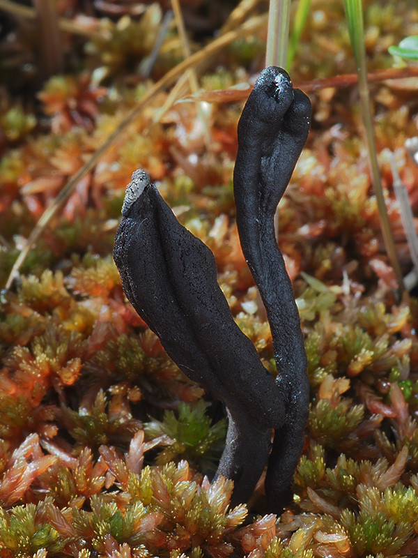 jazýček Geoglossum glabrum Pers.