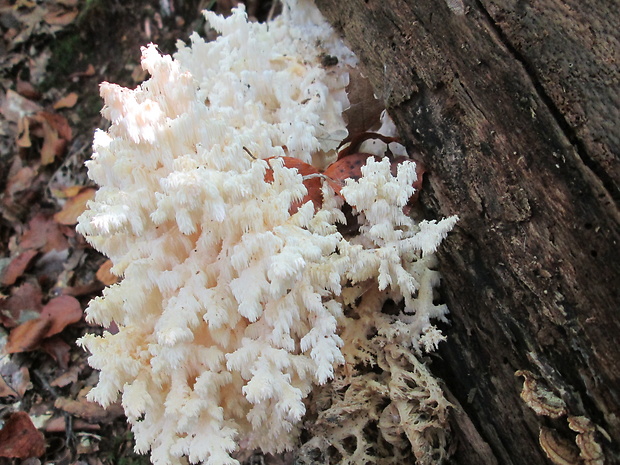 koralovec bukový Hericium coralloides (Scop.) Pers.