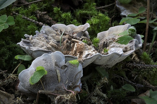 jelenkovka voňavá Hydnellum suaveolens (Scop.) P. Karst.