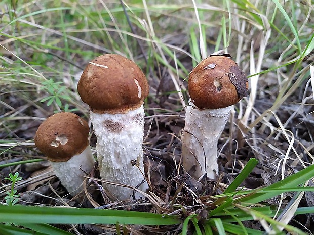 kozák osikový Leccinum albostipitatum den Bakker & Noordel.