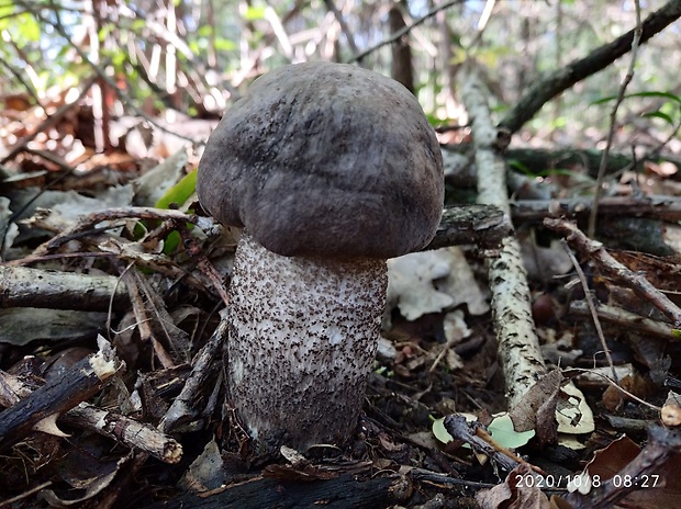 kozák topoľový Leccinum duriusculum (Schulzer ex Kalchbr.) Singer