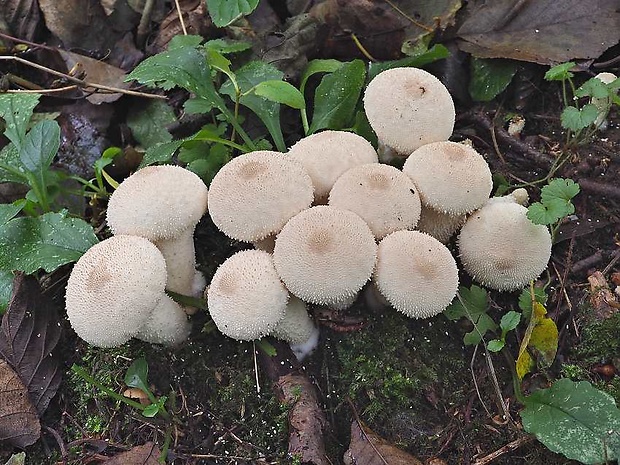 prášnica bradavičnatá Lycoperdon perlatum Pers.