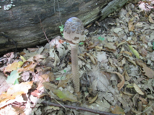 bedľa vysoká Macrolepiota procera (Scop.) Singer