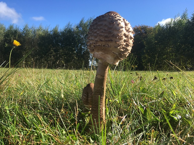 bedľa vysoká Macrolepiota procera (Scop.) Singer