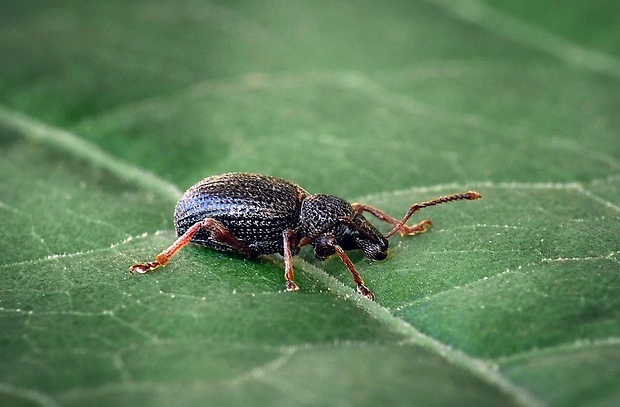 nosáčik (sk) / lalokonosec vejčitý (cz) Otiorhynchus ovatus Linnaeus, 1758