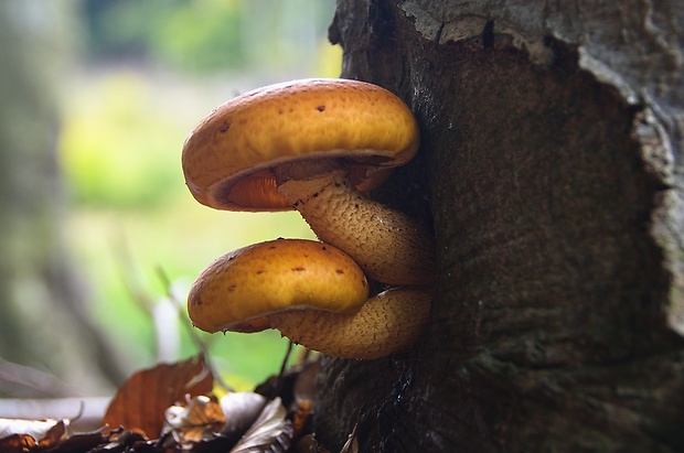 šupinovka slizká Pholiota adiposa (Batsch) P. Kumm.