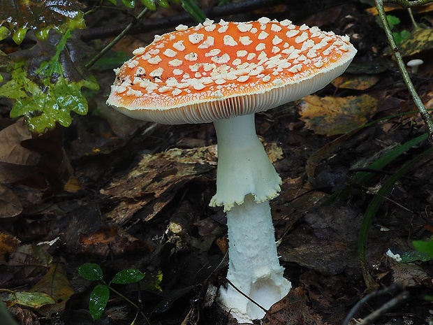 muchotrávka červená Amanita muscaria (L.) Lam.