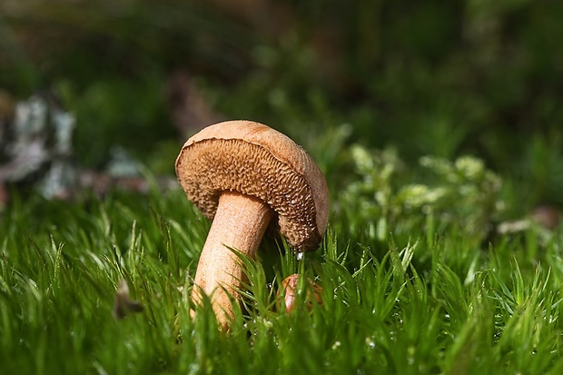 meďovec korenistý Chalciporus piperatus (Bull.) Bataille