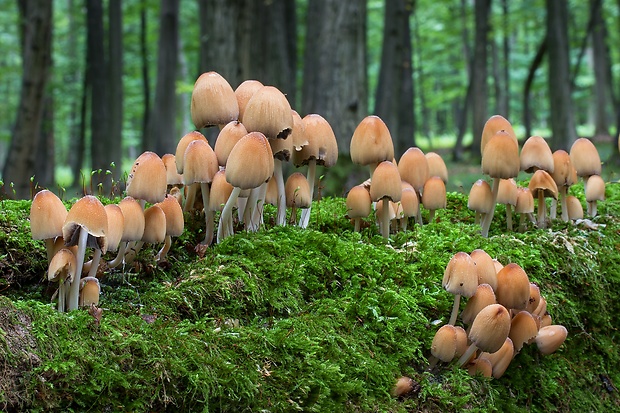 hnojník ligotavý Coprinellus micaceus (Bull.) Vilgalys, Hopple & Jacq. Johnson