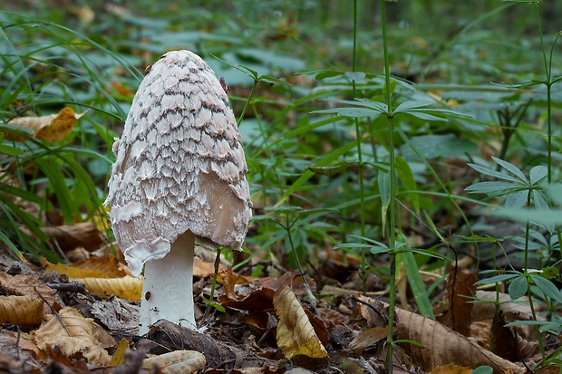 hnojník strakatý Coprinopsis picacea (Bull.) Redhead, Vilgalys & Moncalvo