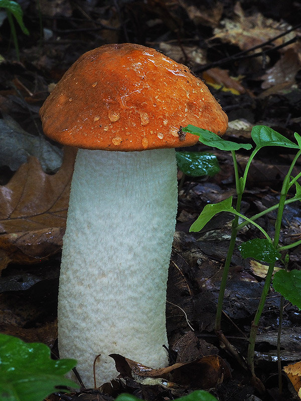 kozák osikový Leccinum albostipitatum den Bakker & Noordel.