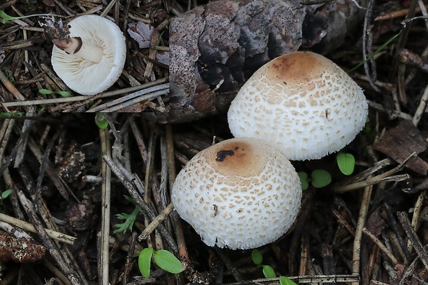 bedlička fialovkastá Lepiota lilacea Bres.