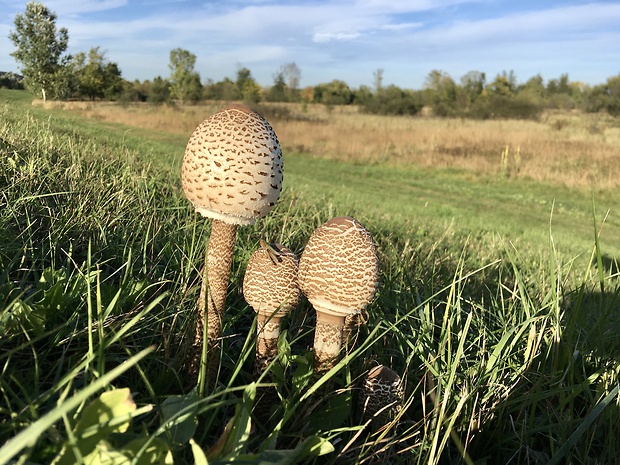 bedľa vysoká Macrolepiota procera (Scop.) Singer