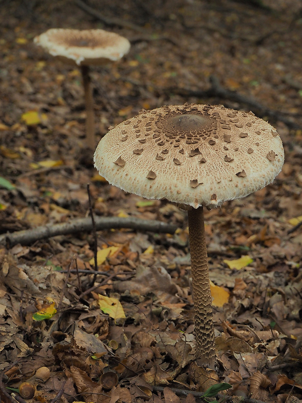 bedľa vysoká Macrolepiota procera (Scop.) Singer