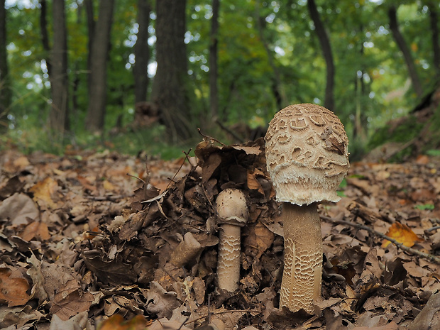 bedľa vysoká Macrolepiota procera (Scop.) Singer