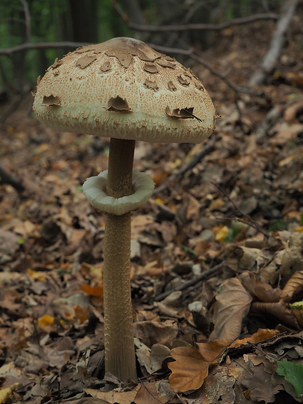 bedľa vysoká Macrolepiota procera (Scop.) Singer