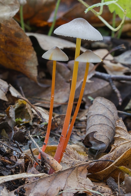 prilbička šafranová Mycena crocata (Schrad.) P. Kumm.