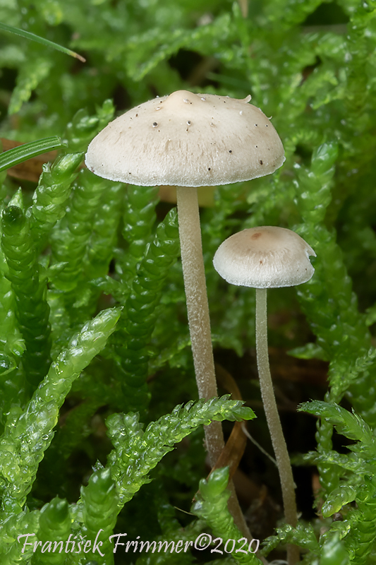 prilbička Mycena sp.