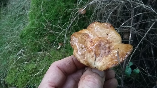 čechračka podvinutá Paxillus involutus (Batsch) Fr.