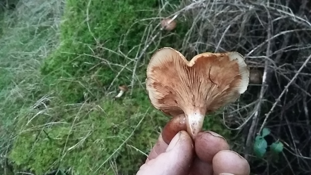 čechračka podvinutá Paxillus involutus (Batsch) Fr.