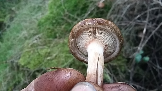 čechračka podvinutá Paxillus involutus (Batsch) Fr.