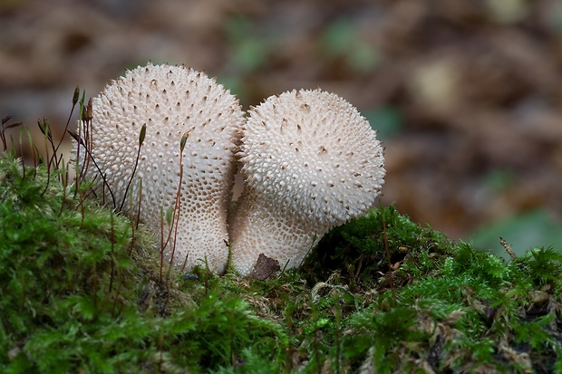 prášnica bradavičnatá Lycoperdon perlatum Pers.