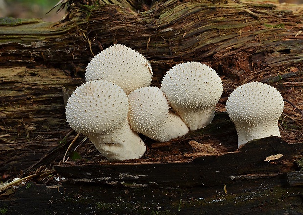 prášnica bradavičnatá Lycoperdon perlatum Pers.