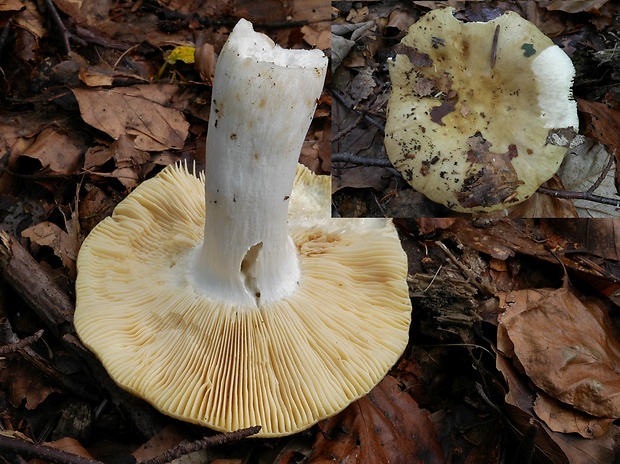 plávka Romellova Russula romellii Maire