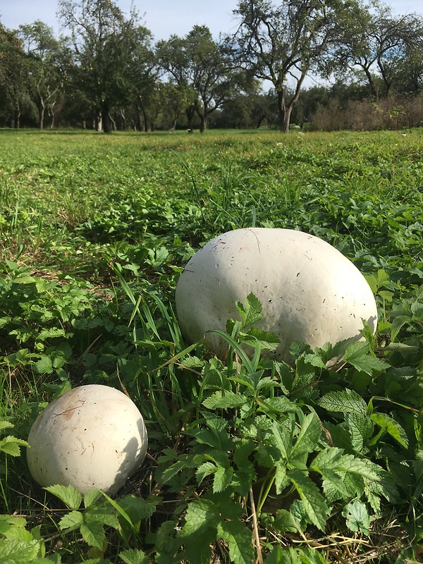 vatovec obrovský Calvatia gigantea (Batsch) Lloyd