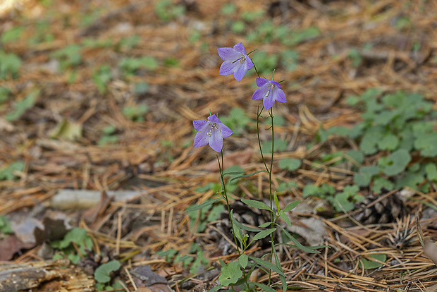 zvonček Campanula sp.