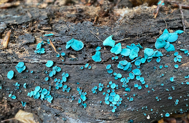 zelenica Chlorociboria sp.