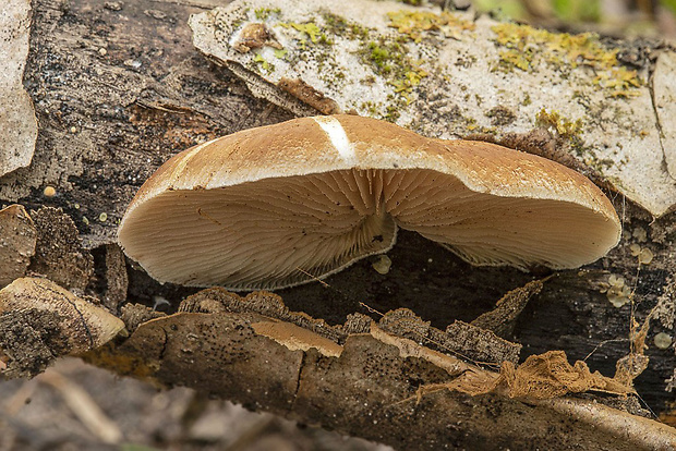 pahliva šafranová Crepidotus crocophyllus (Berk.) Sacc.