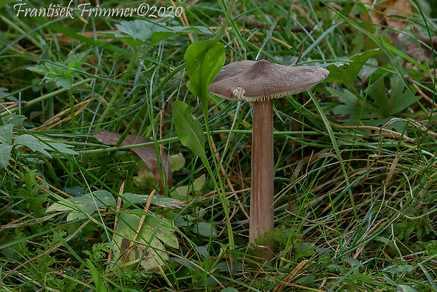 hodvábnica porfýrová Entoloma porphyrophaeum (Fr.) P. Karst.