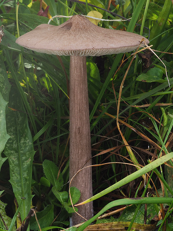 hodvábnica porfýrová Entoloma porphyrophaeum (Fr.) P. Karst.