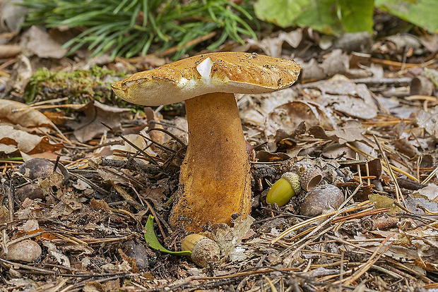 hríbnik gaštanovohnedý Gyroporus castaneus (Bull.) Quél.